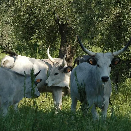 Bio Le Macchie Alte Alloggio per agriturismo *